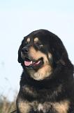 DOGUE DU TIBET 668